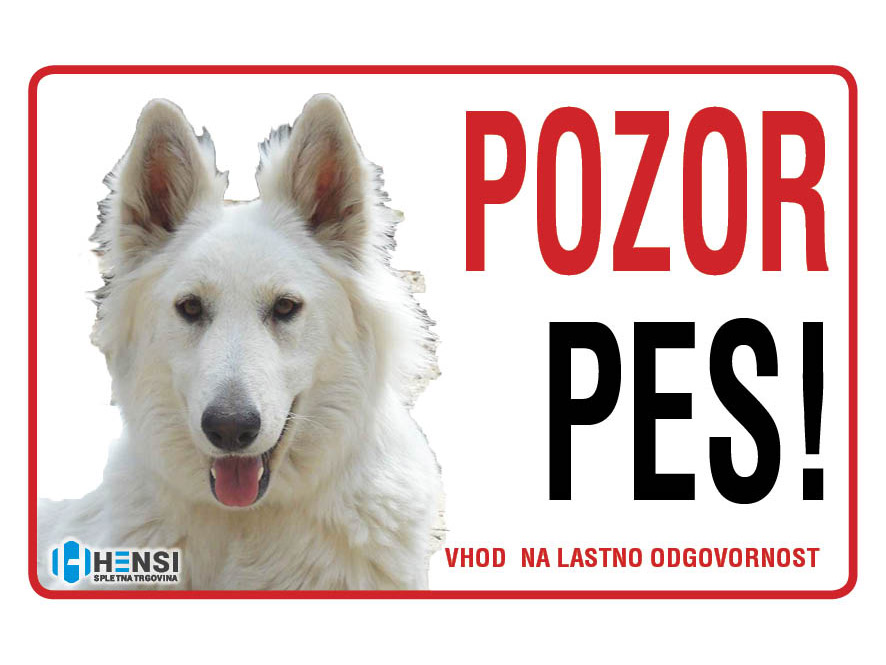 Svicarski-beli-ovcar